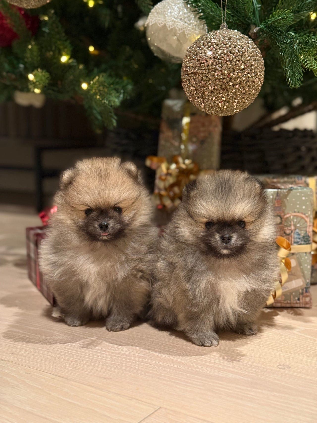 Pomeranian valper, tispe og gutt m/ stamtavle NKK