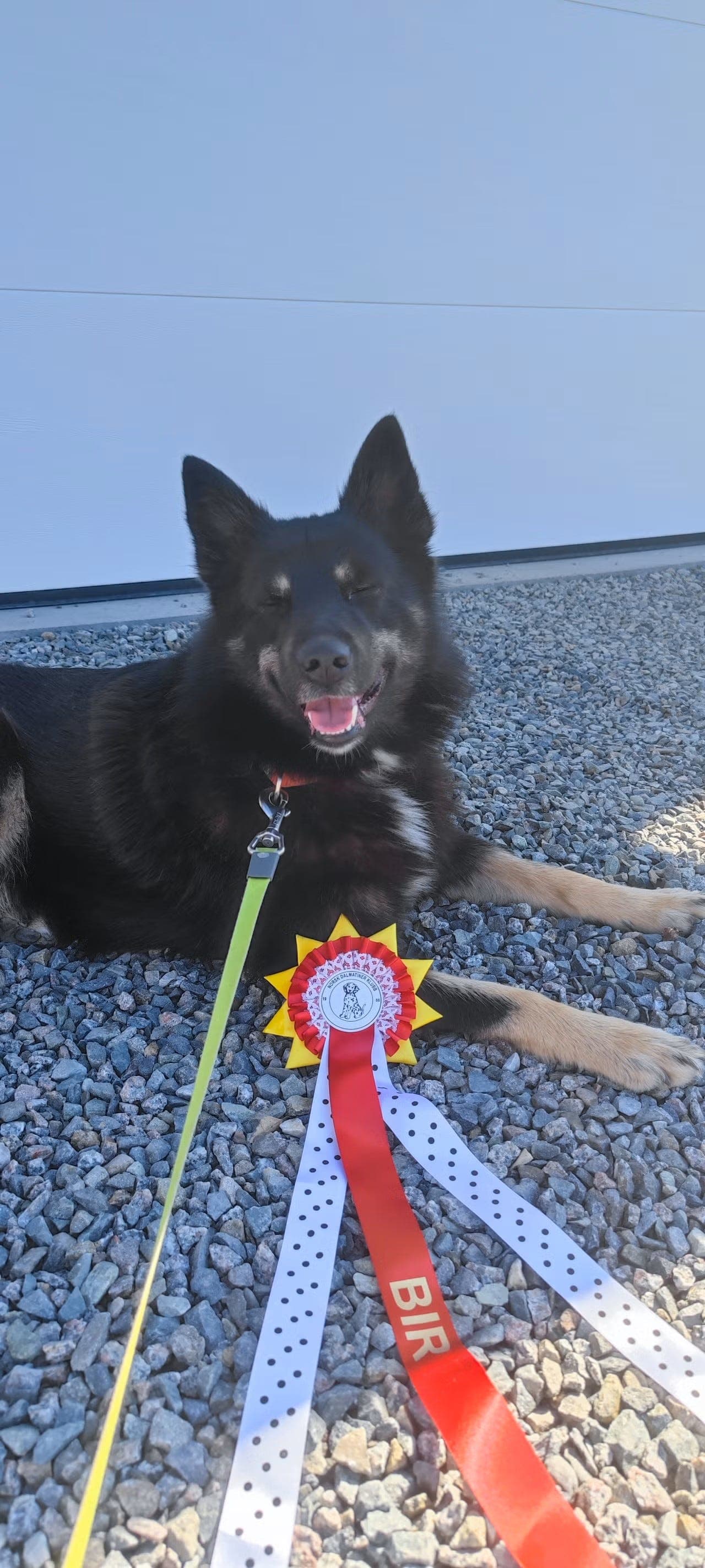 Energisk Lapsk Vallhund (5 år) Omplasseres