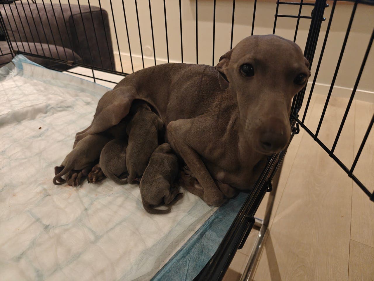 Italiensk mynde valper