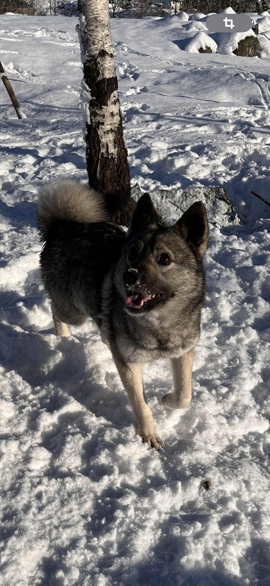 NEG-Norsk elghund grå tispe