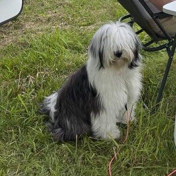 Tibetansk terrier tispe 3 år