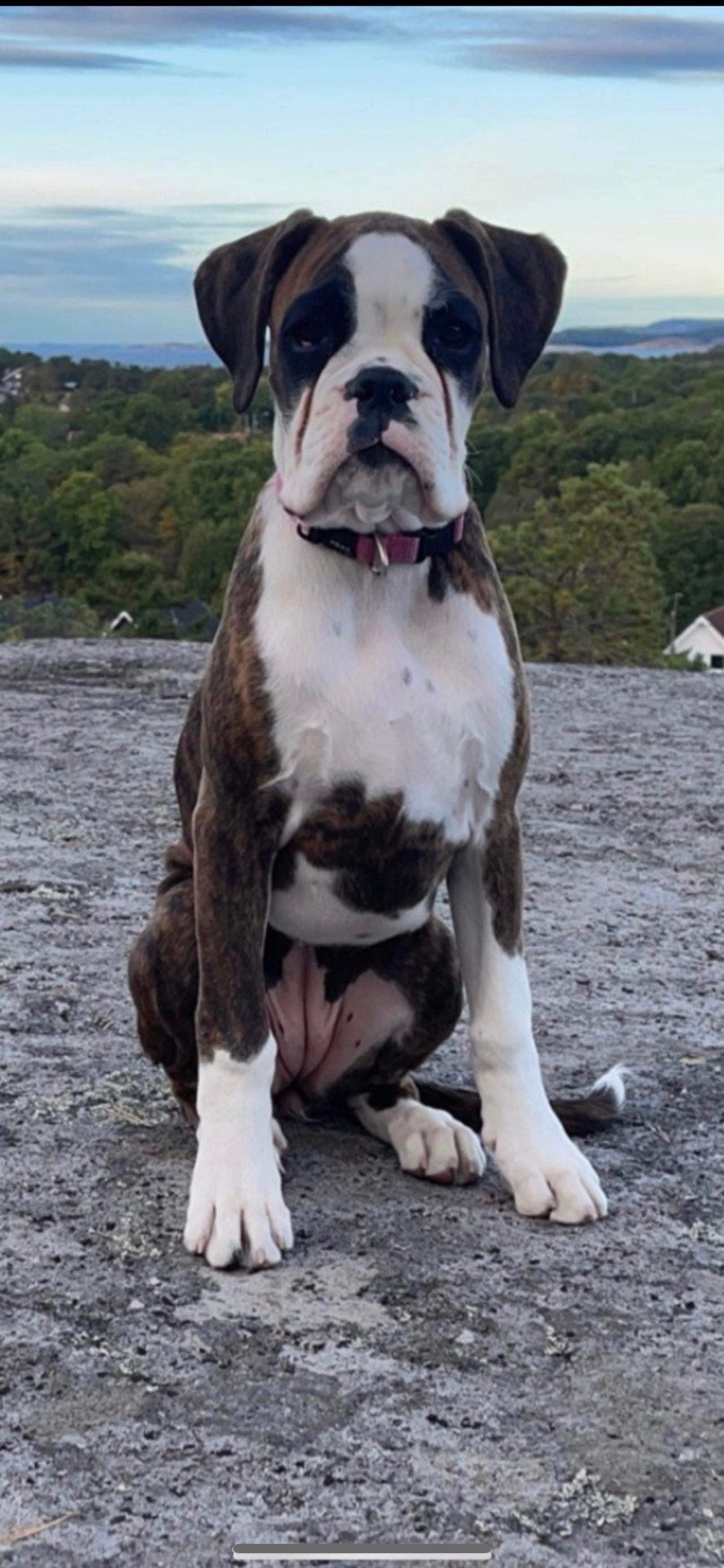 Vi venter spennende boxer kull❤️