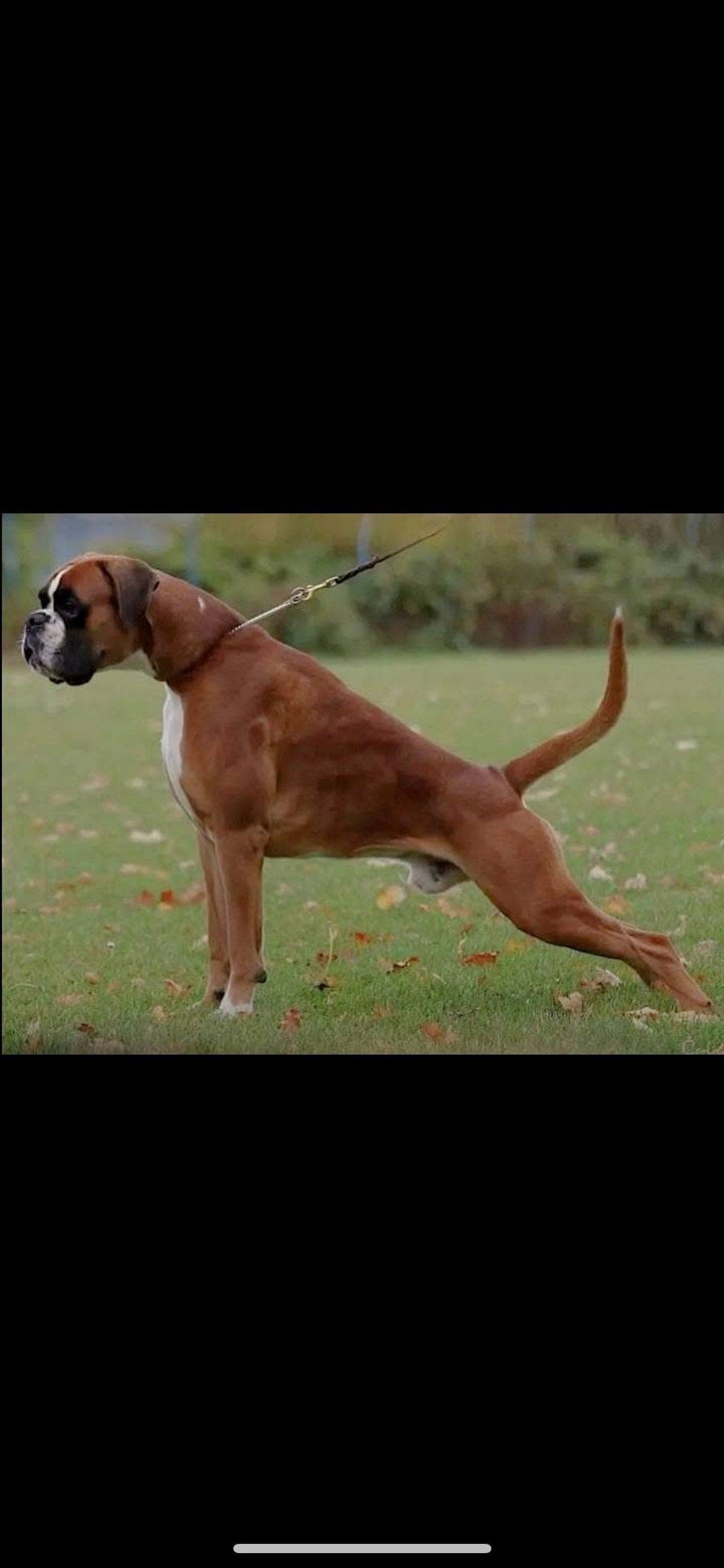 Vi venter spennende boxer kull❤️