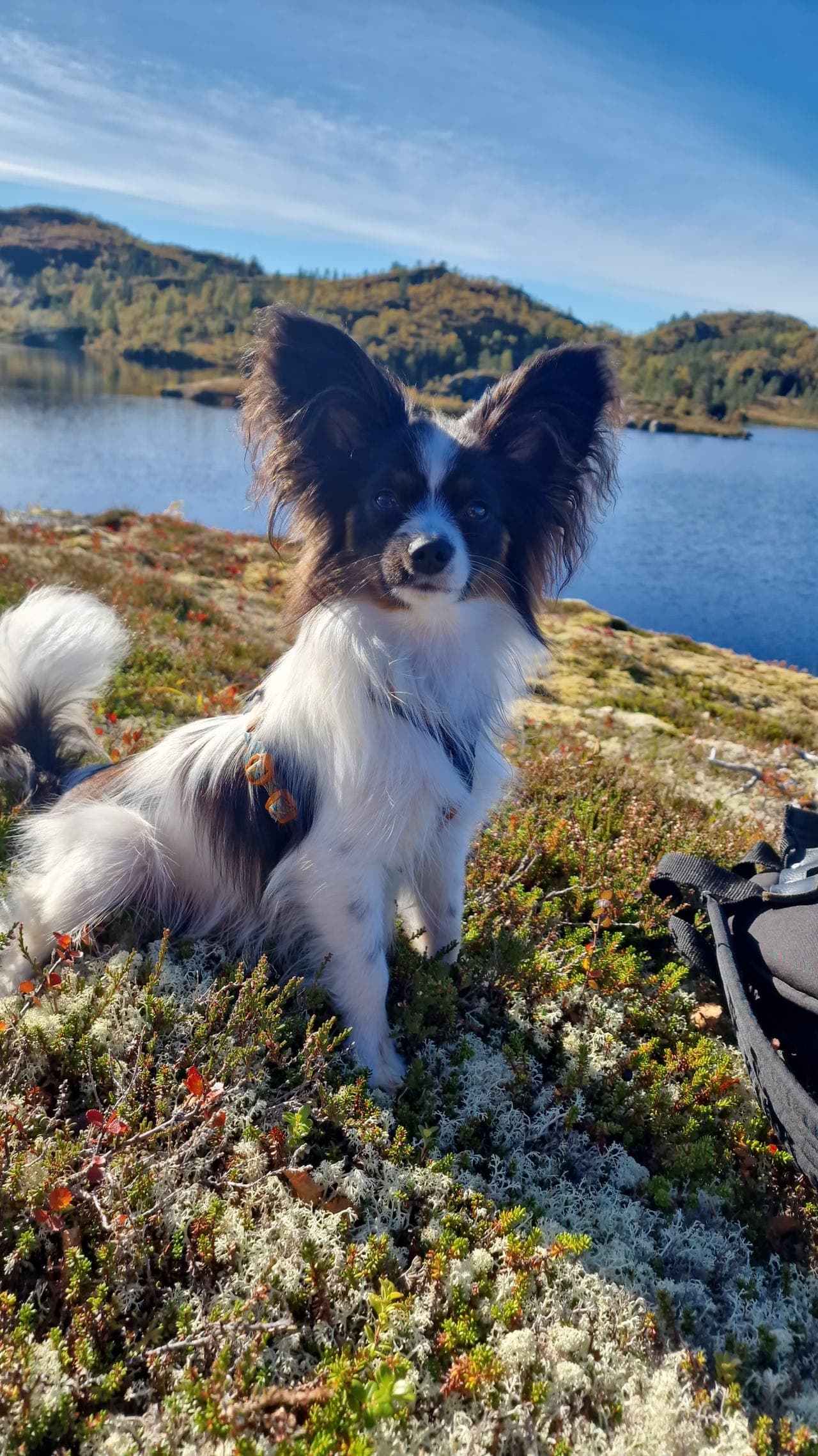 Papillon gutt på 11 mnd vurderes solgt til rett hjem
