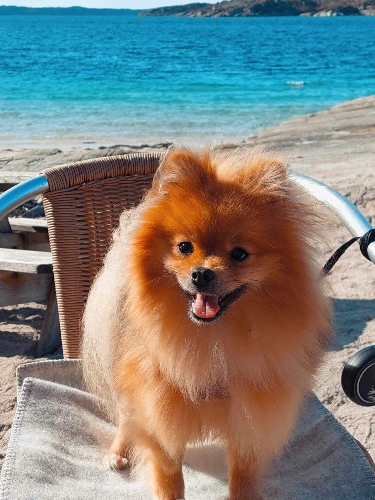 Vakker og snill pomeranian tispe søker nytt hjem