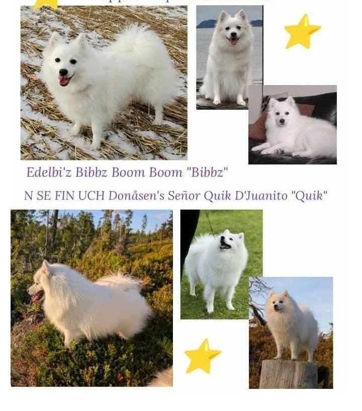 Japansk spisshund valper