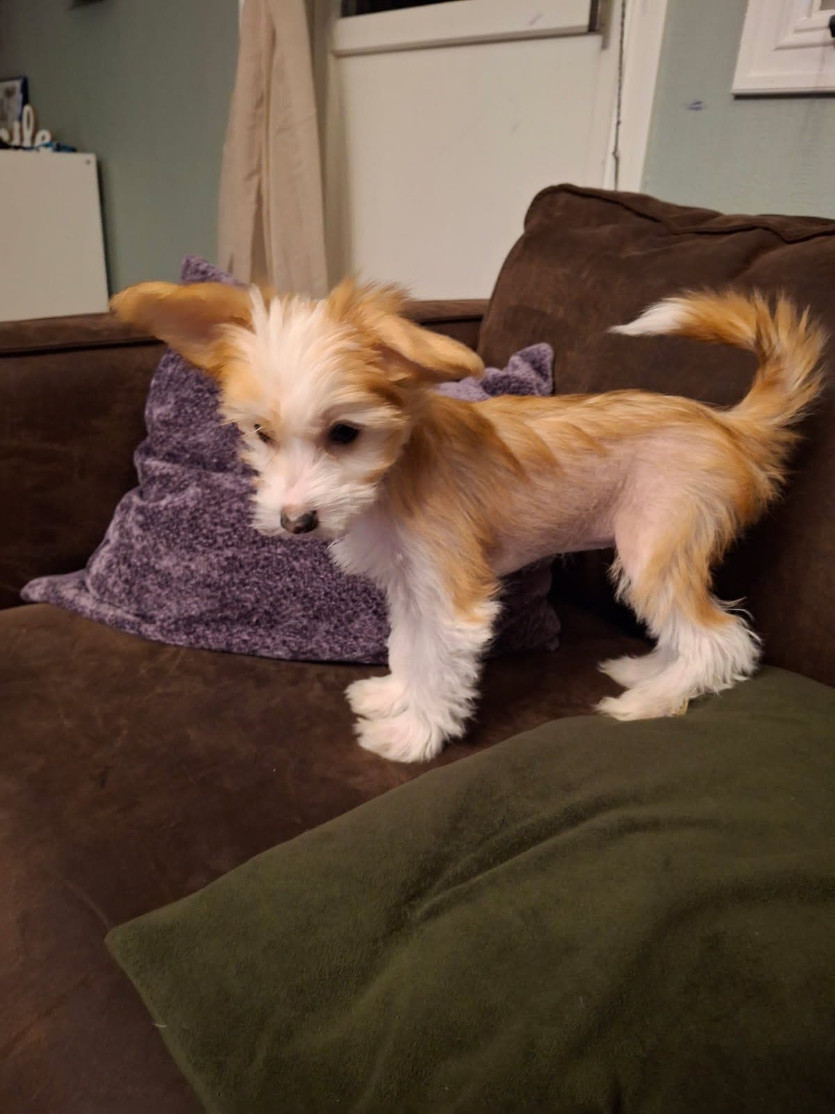 Chinese crested valper