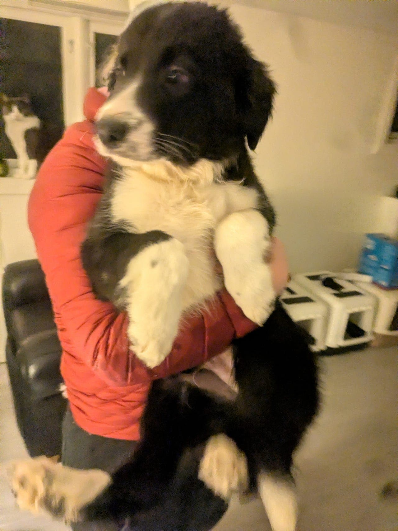 Nydelig border collie valper (klare til levering)