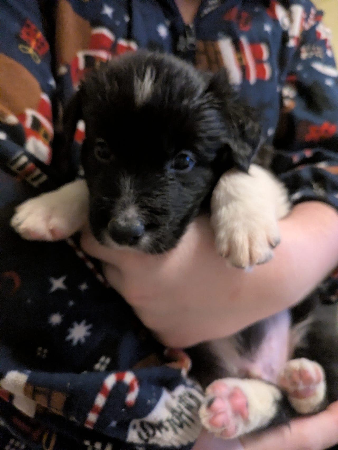 Nydelig border collie valper (klare til levering i januar)