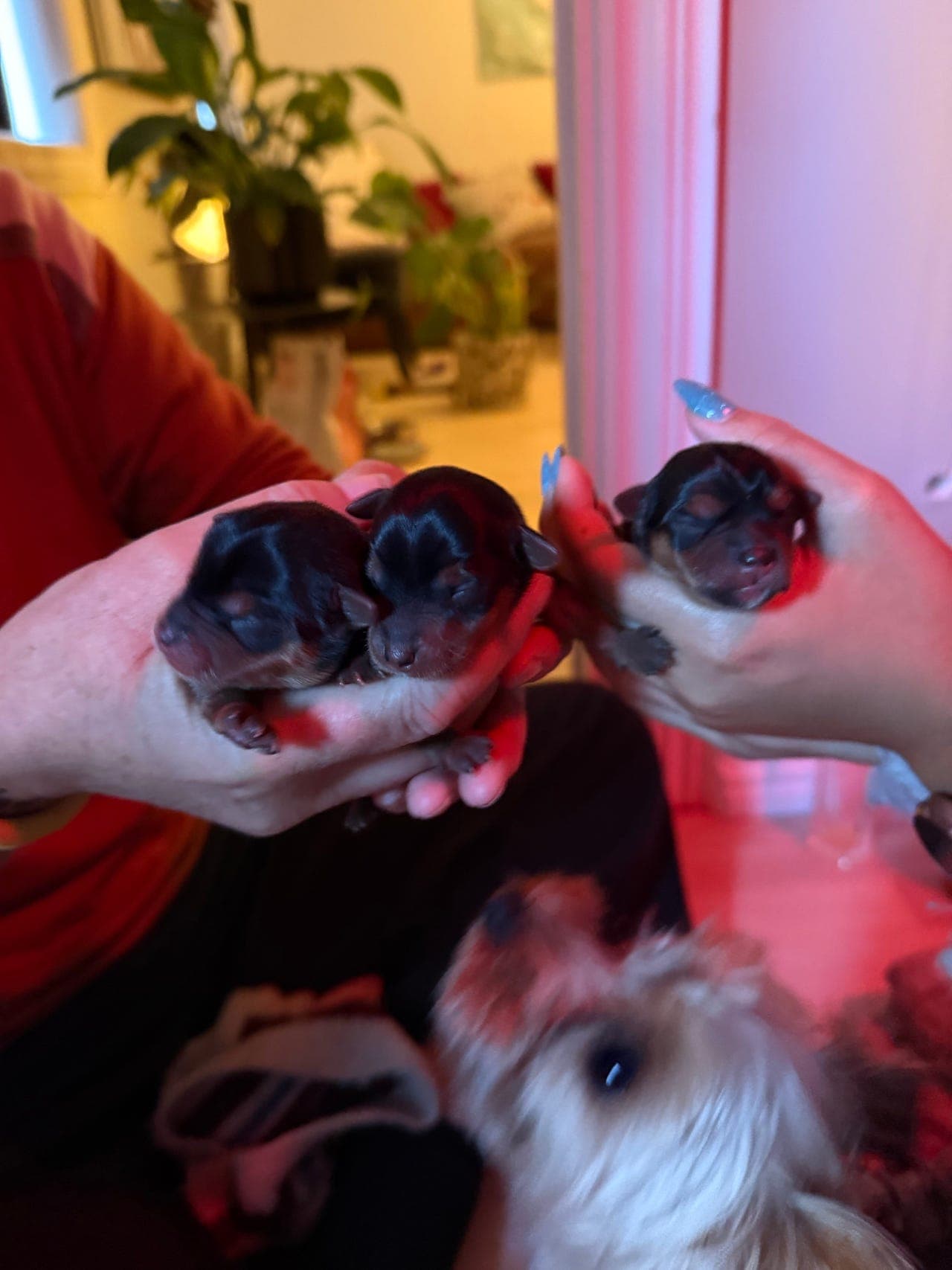 Yorkshire terrier valper