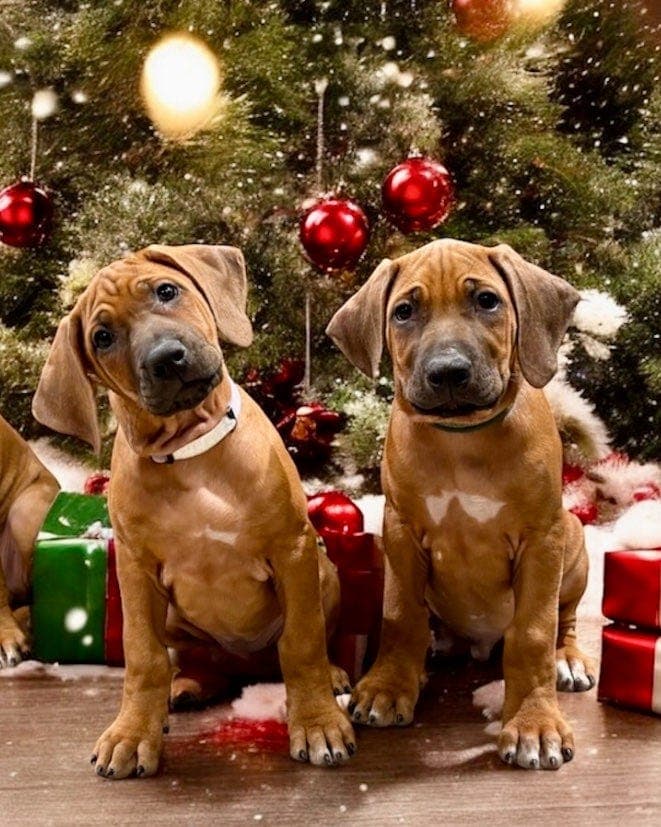 Rhodesian Ridgeback hannvalp (10 uker)