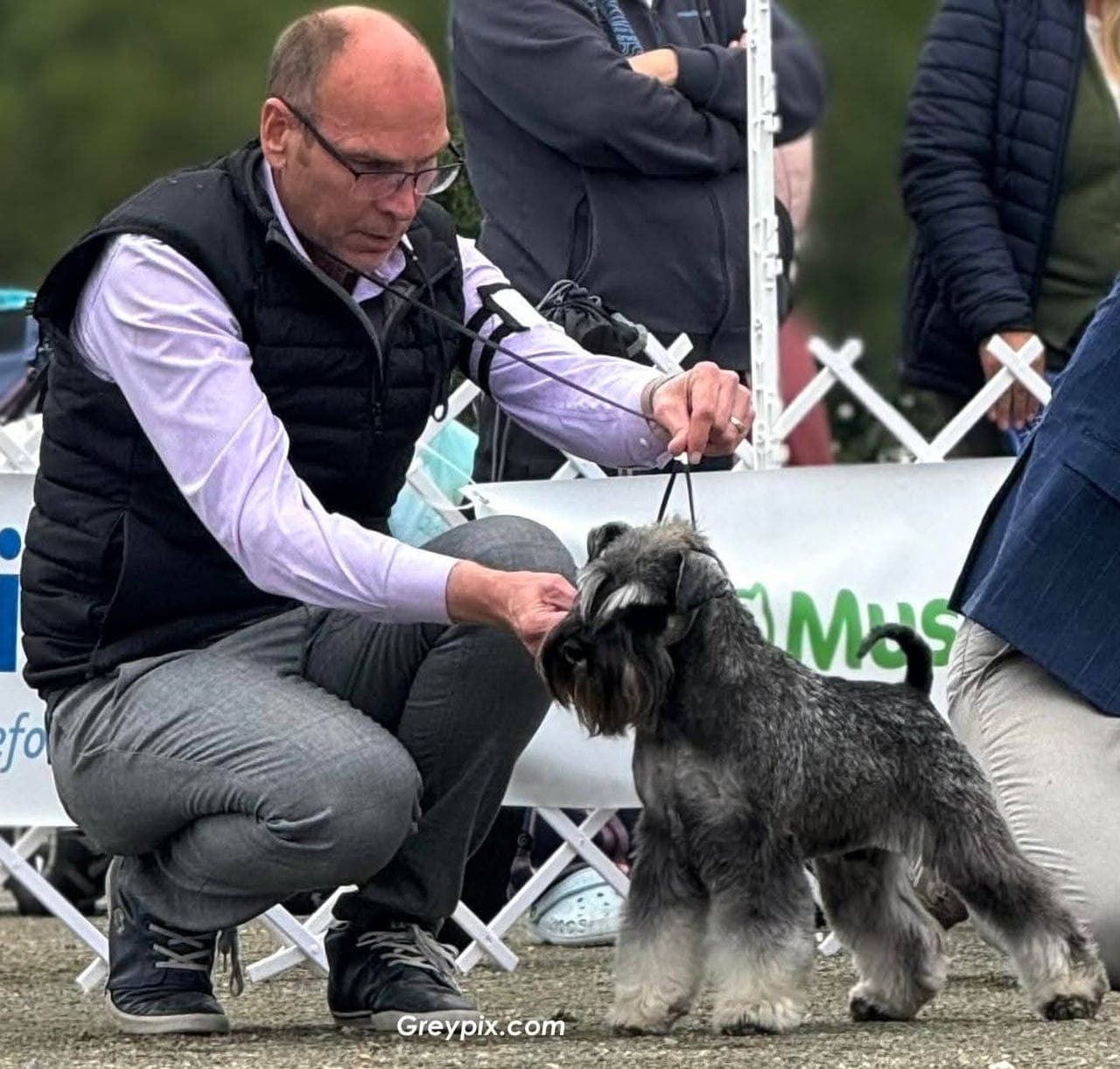 Dvergschnauzer salt/pepper