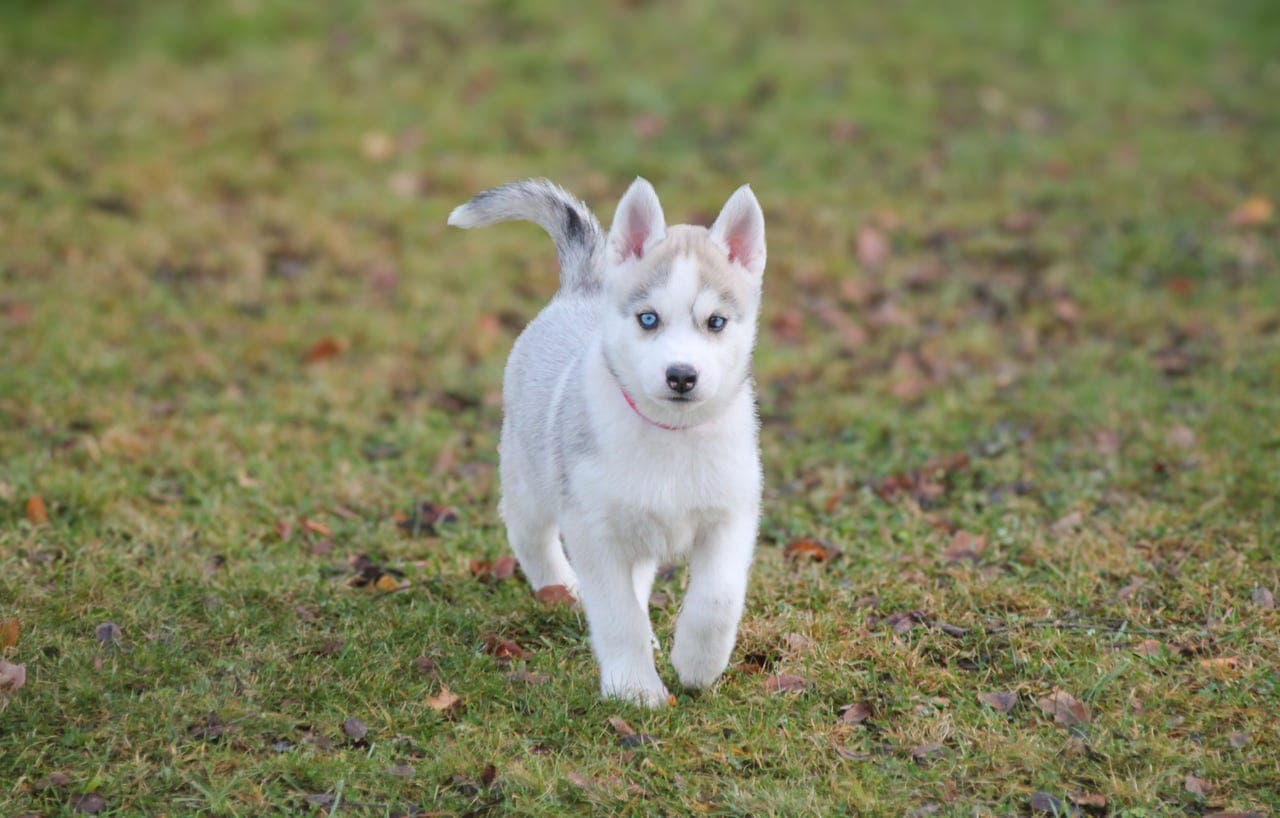 NKK registrert Siberian Husky tispevalp