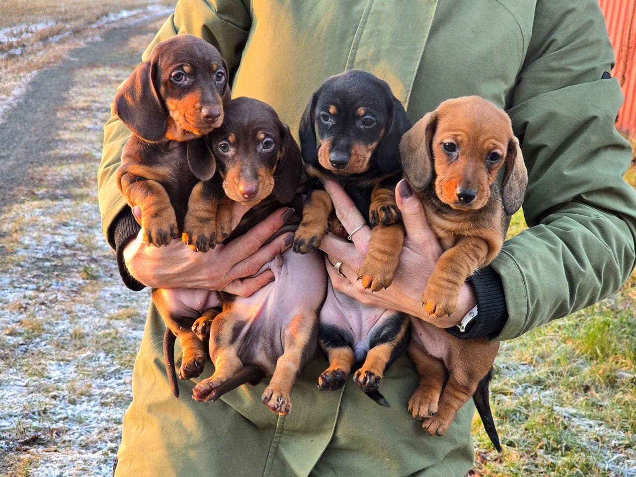 Korthåret standard dachs valper