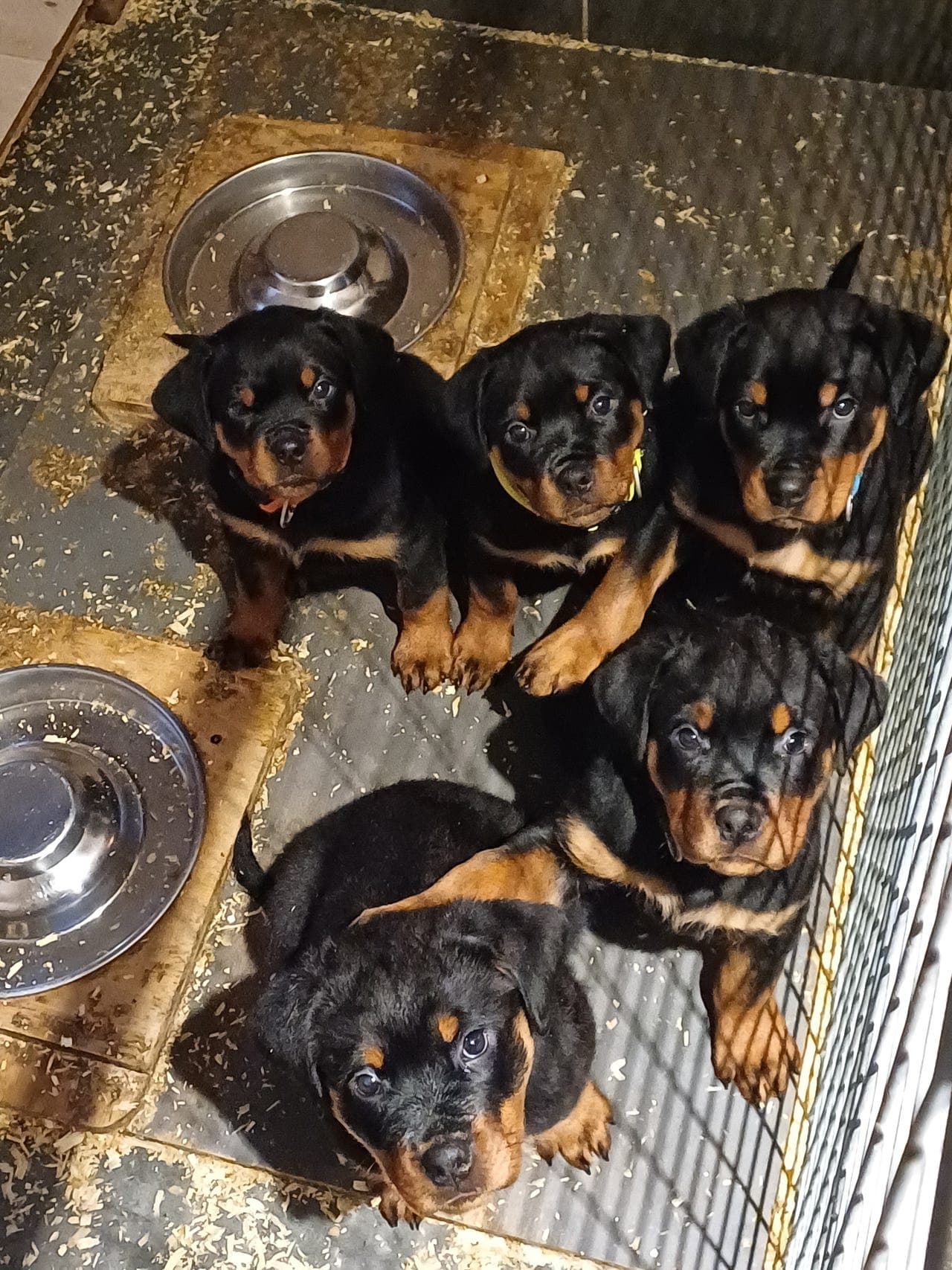 Rottweiler valper leveringsklar