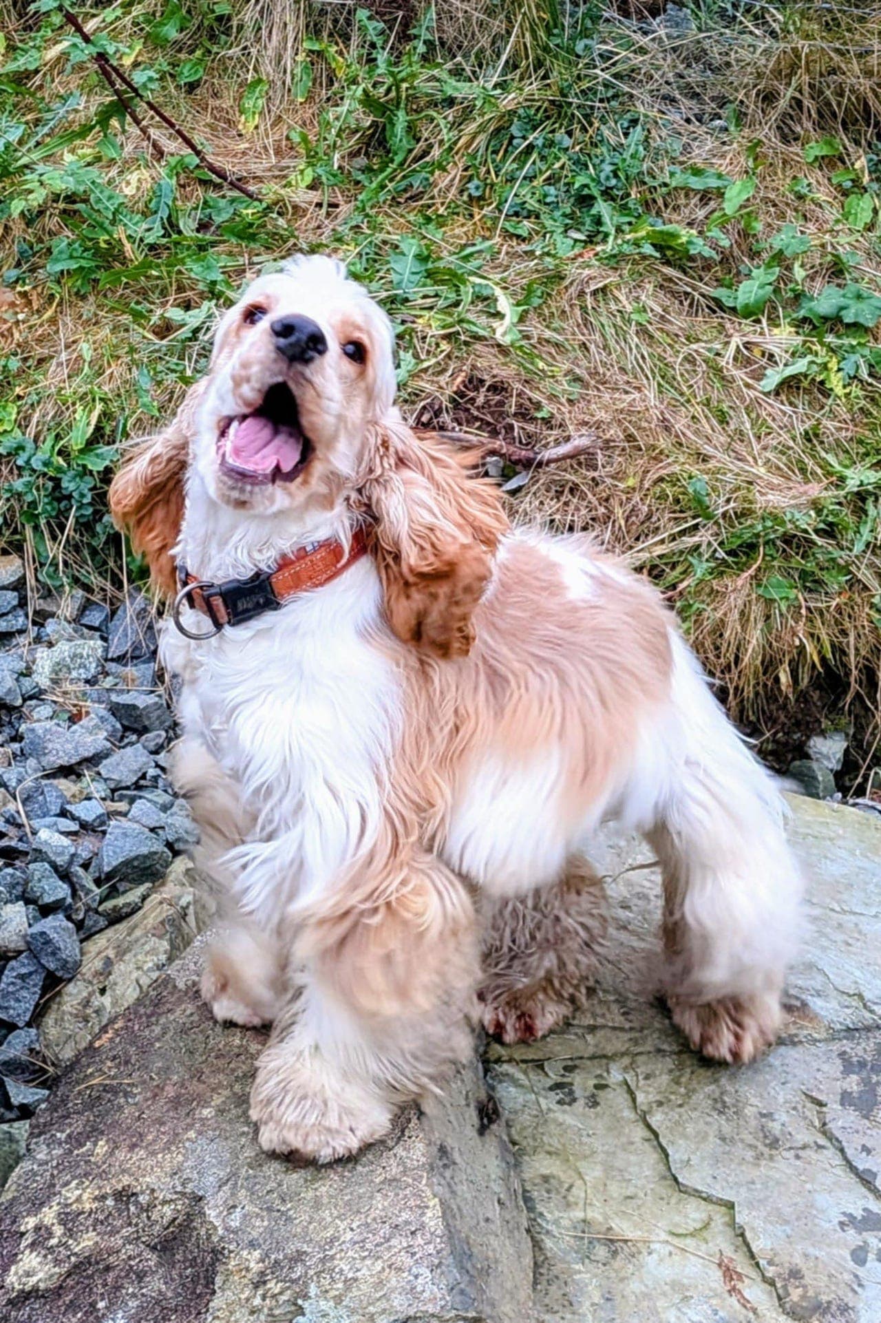 Vi søker forvert til ei cocker frøken