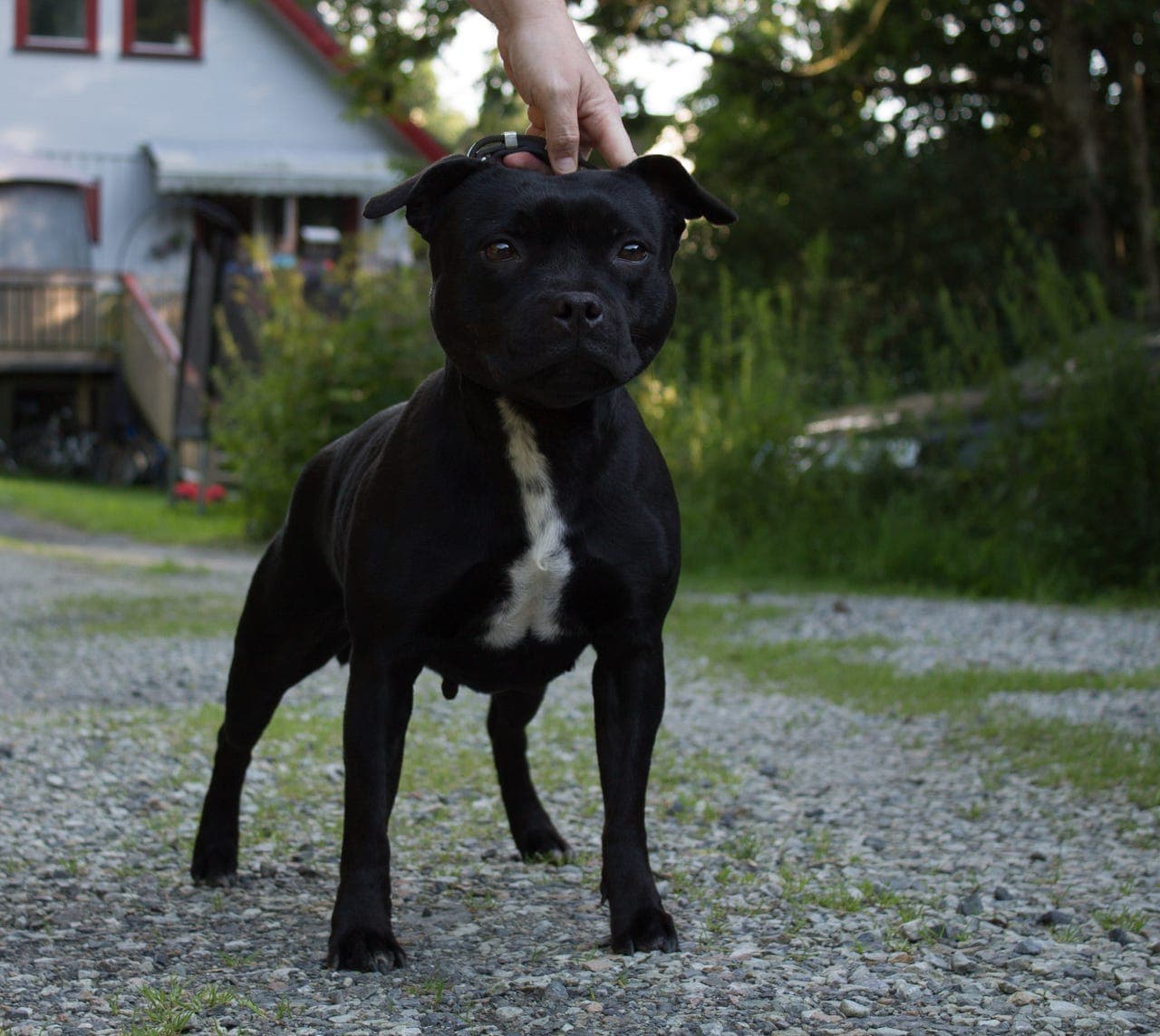 Staffordshire bull terrier tispe søker FORVERT
