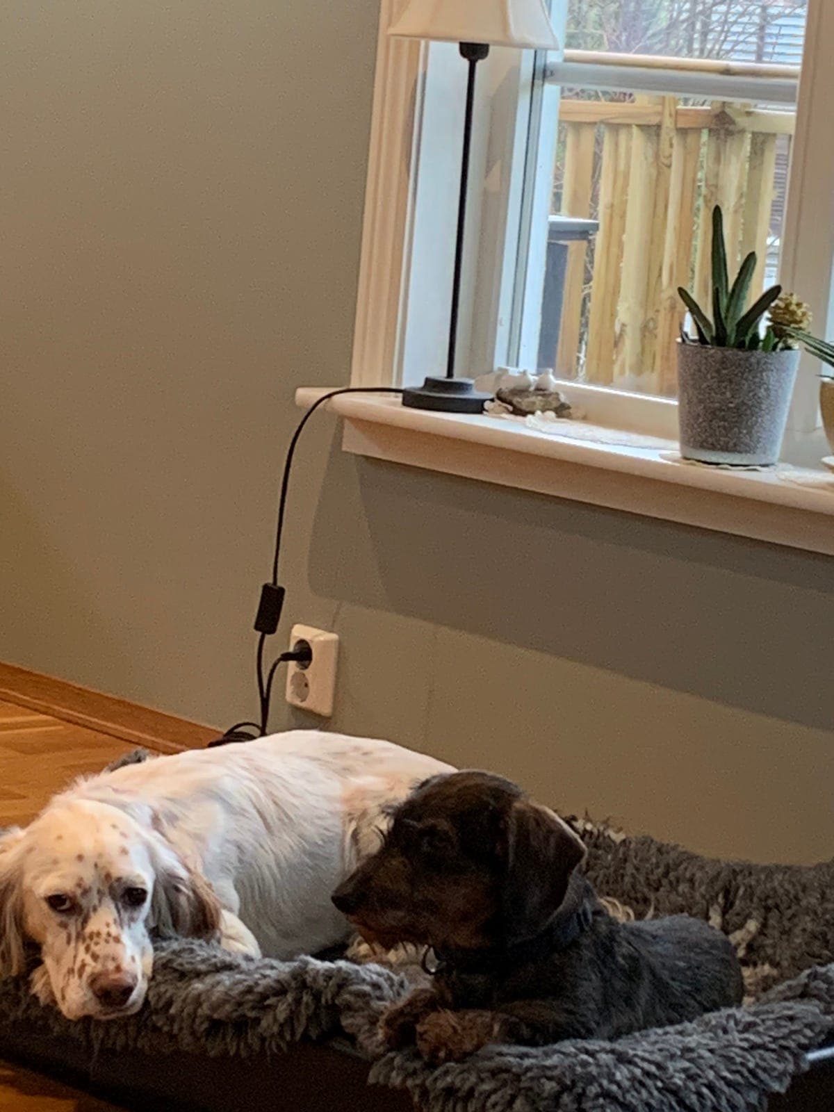 Engelsk Setter Tispe