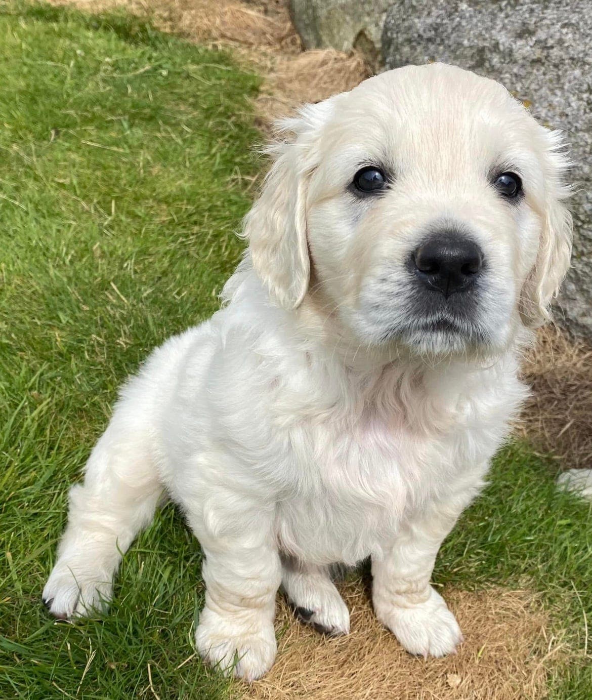 Flotte Golden Retriever valper ventes med NKK stamtavle.