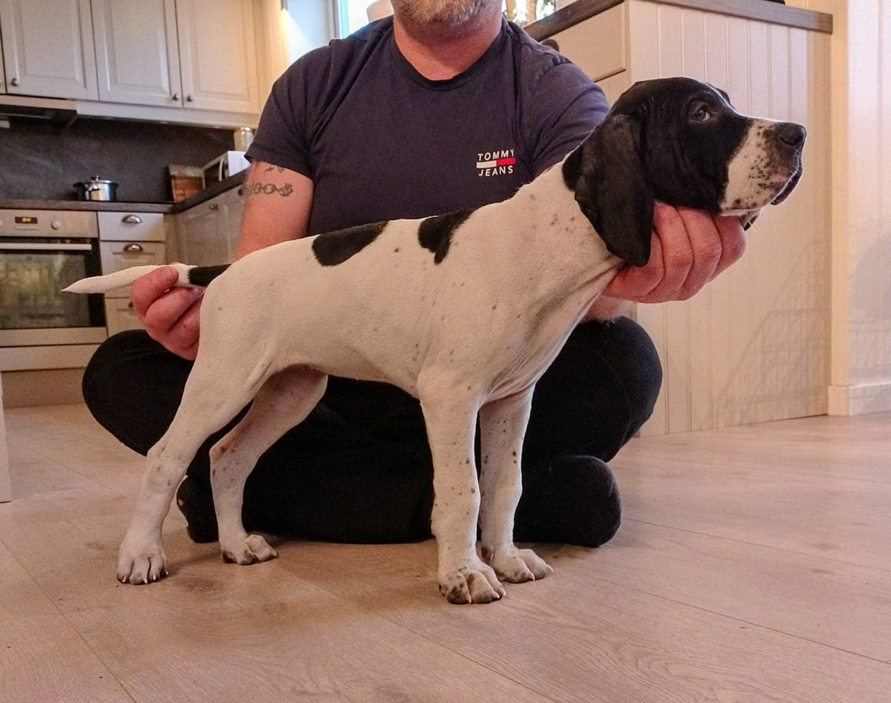 Pointer valp til salgs