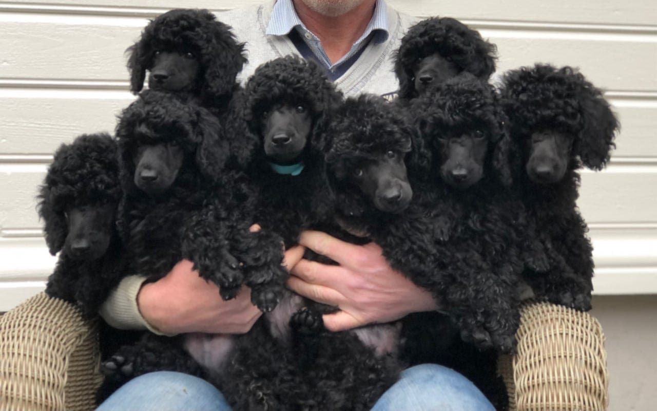 Nydelige mellompudler valper