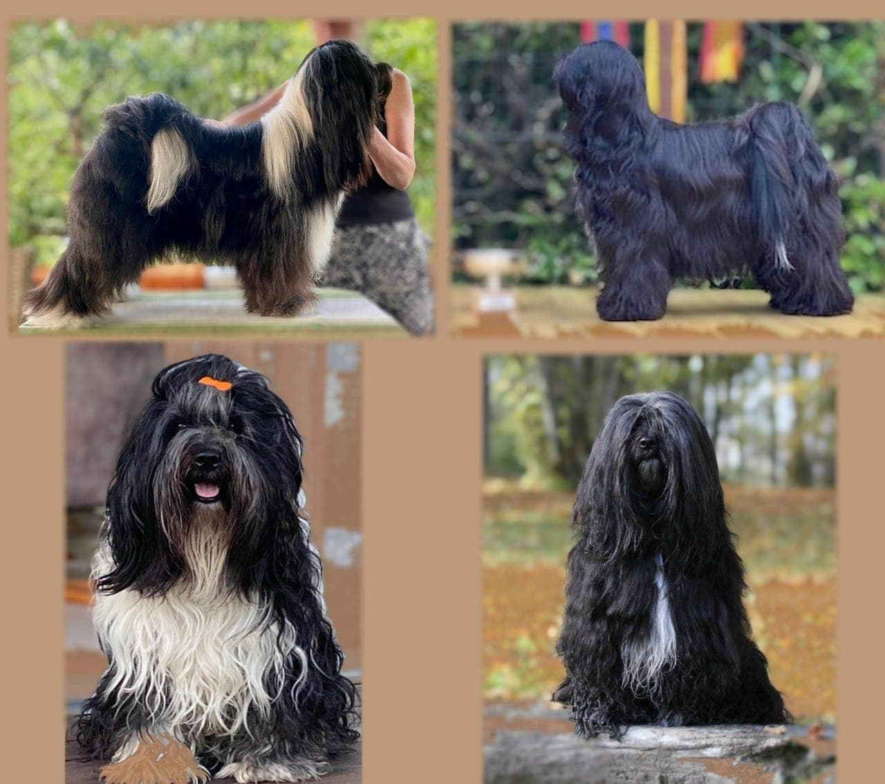Tibetansk Terrier valper ventes i romjul🐾💜