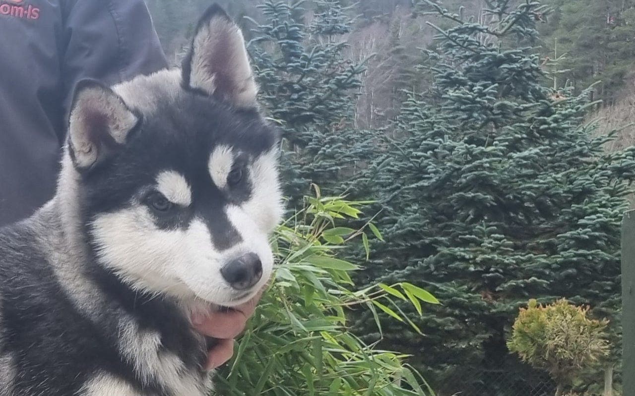 Siste Siberian Husky Valp