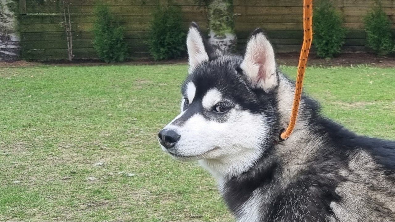 Siste Siberian Husky Valp