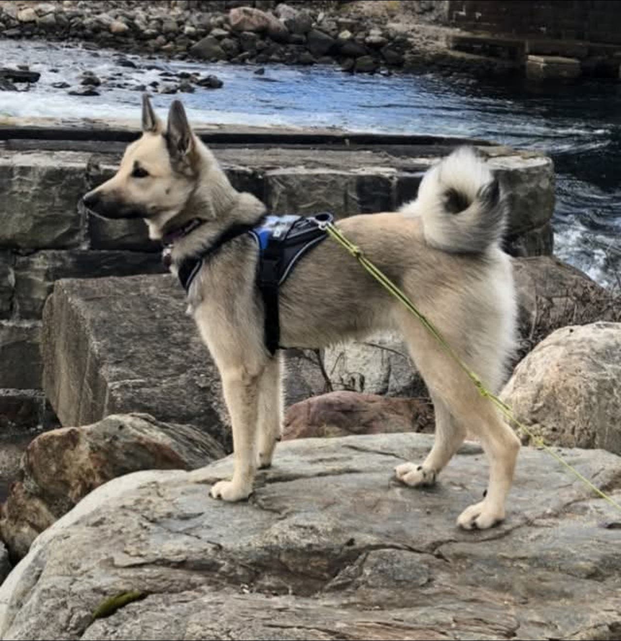 Norsk Buhund valper Ventes