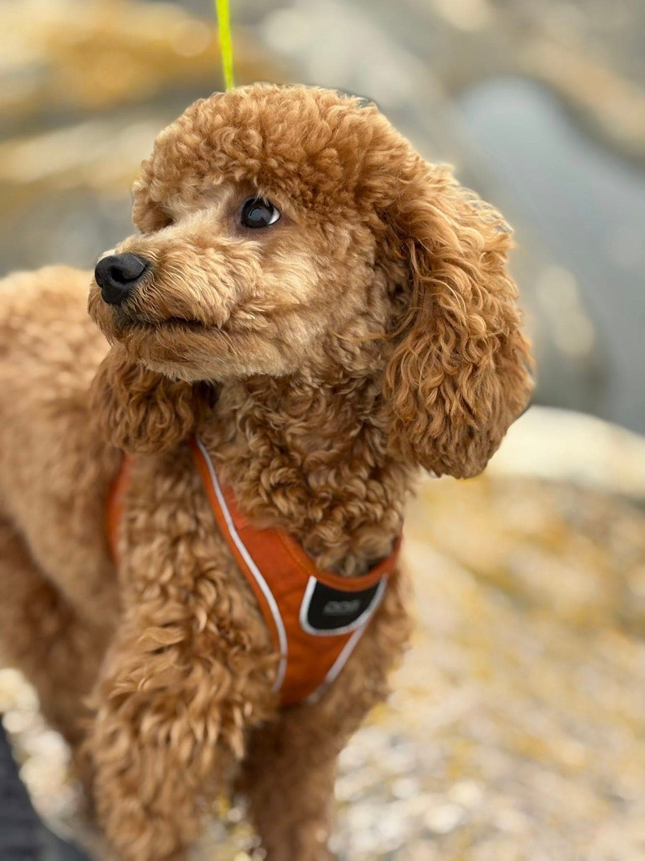 Forvert søkes til dvergpuddel hanne