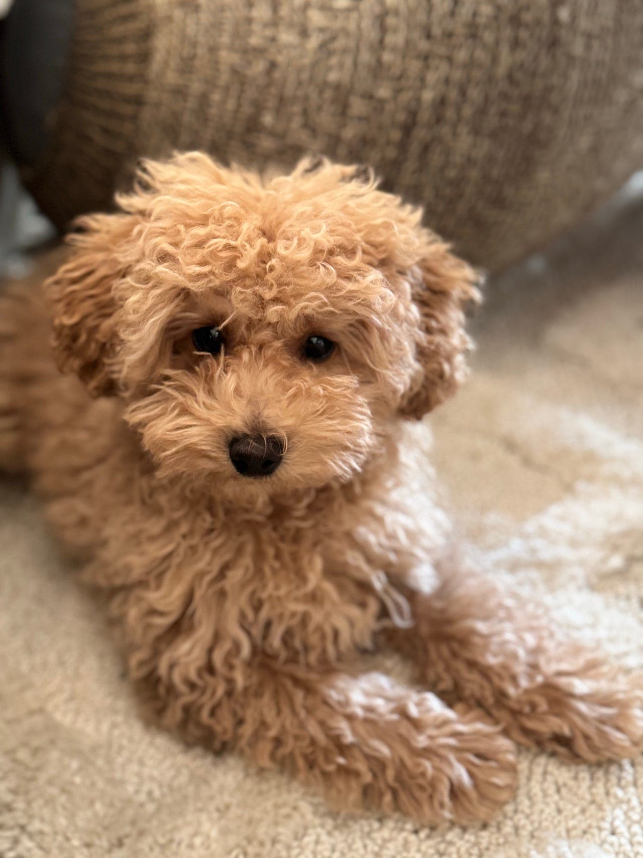 Fòrhjem søkes til valp på 4 mnd