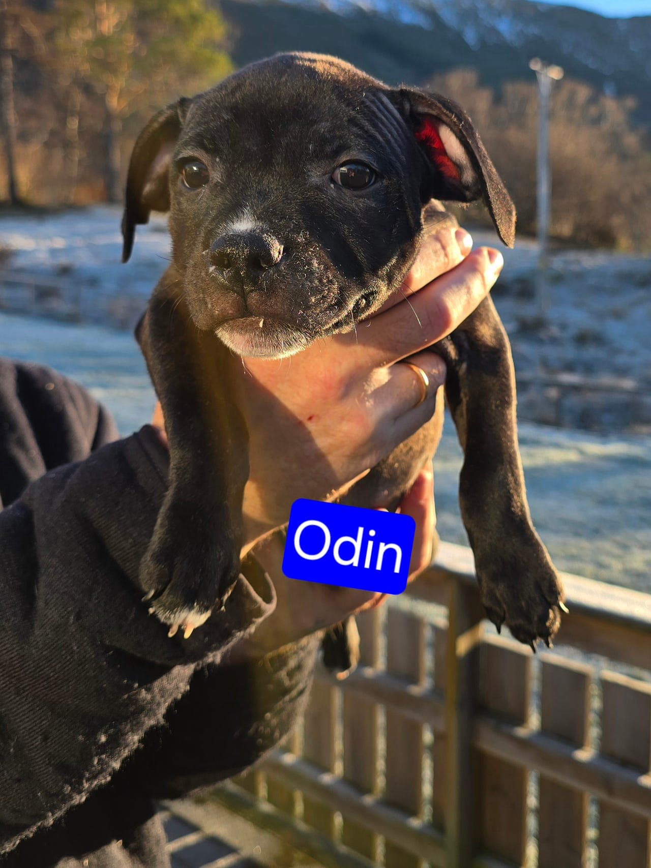 Leveringsklare Staffordshire Bullterrier valper selges.