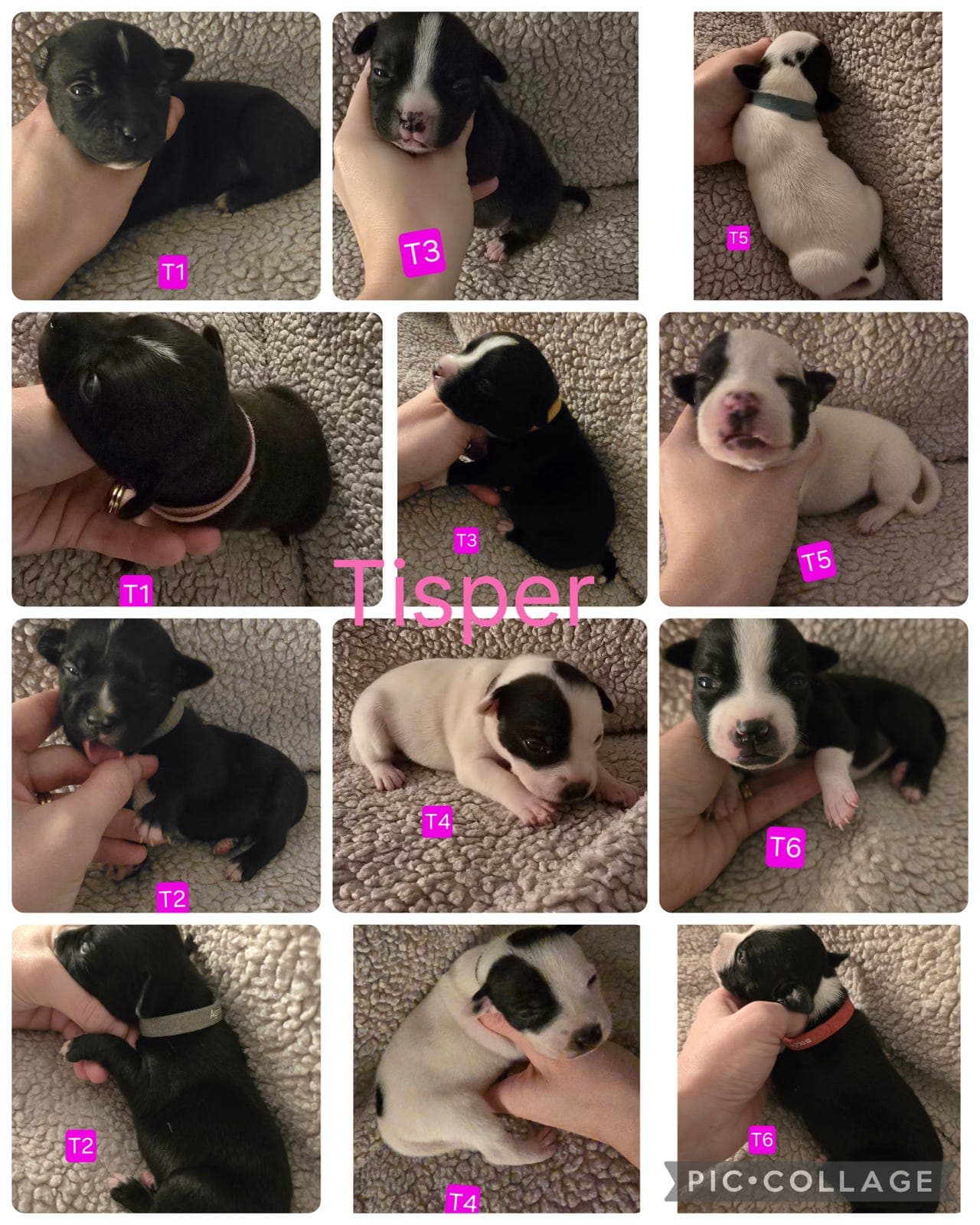 Staffordshire Bullterrier valper til salgs