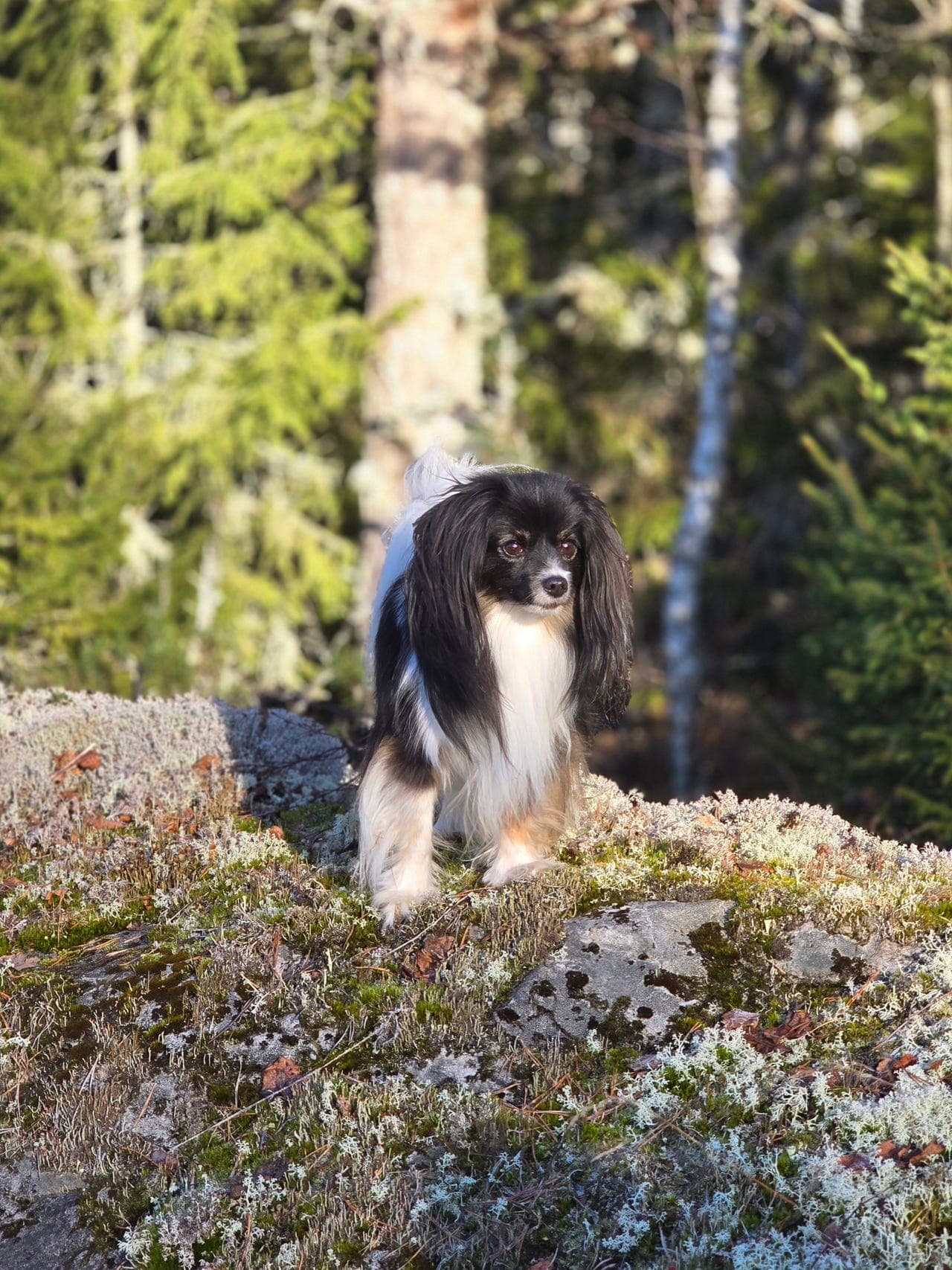 Nydelig phalene championhanne selges