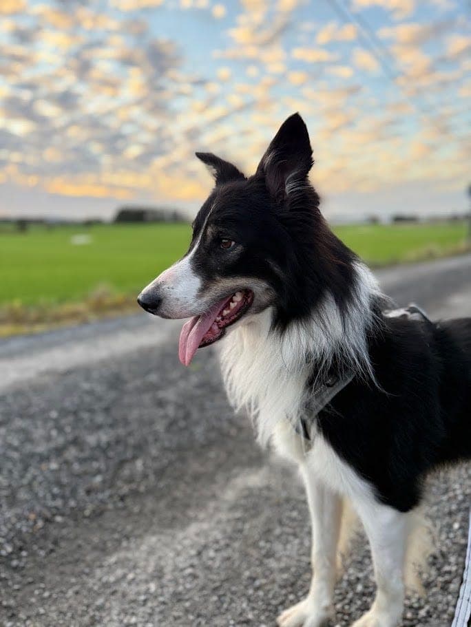 Adopter Leo: smart, kjærlig Border Collie med glimt i øyet (fra 2 Save Me)