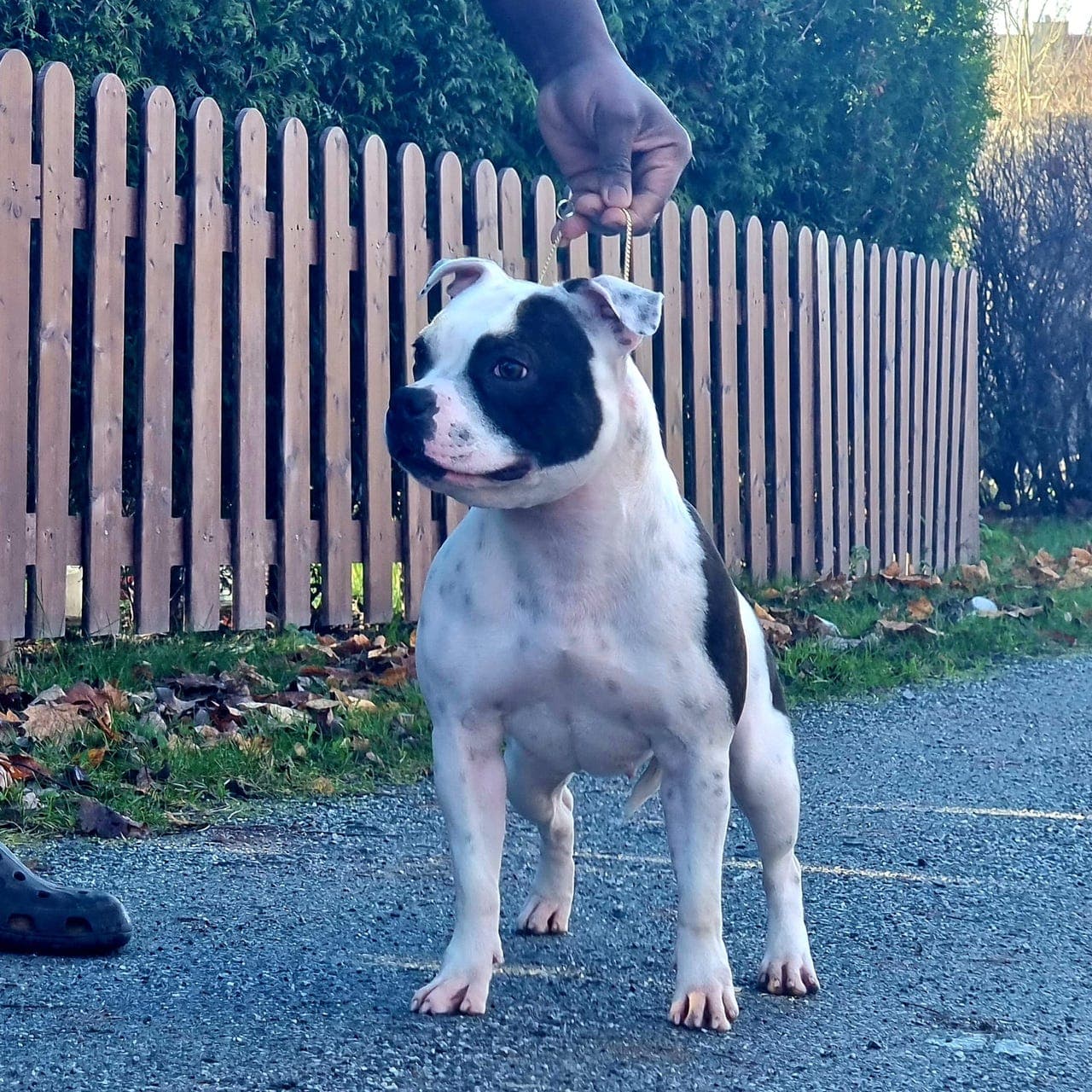 Staffordshire bull terrier tispe 4 år selges m stamtavle.