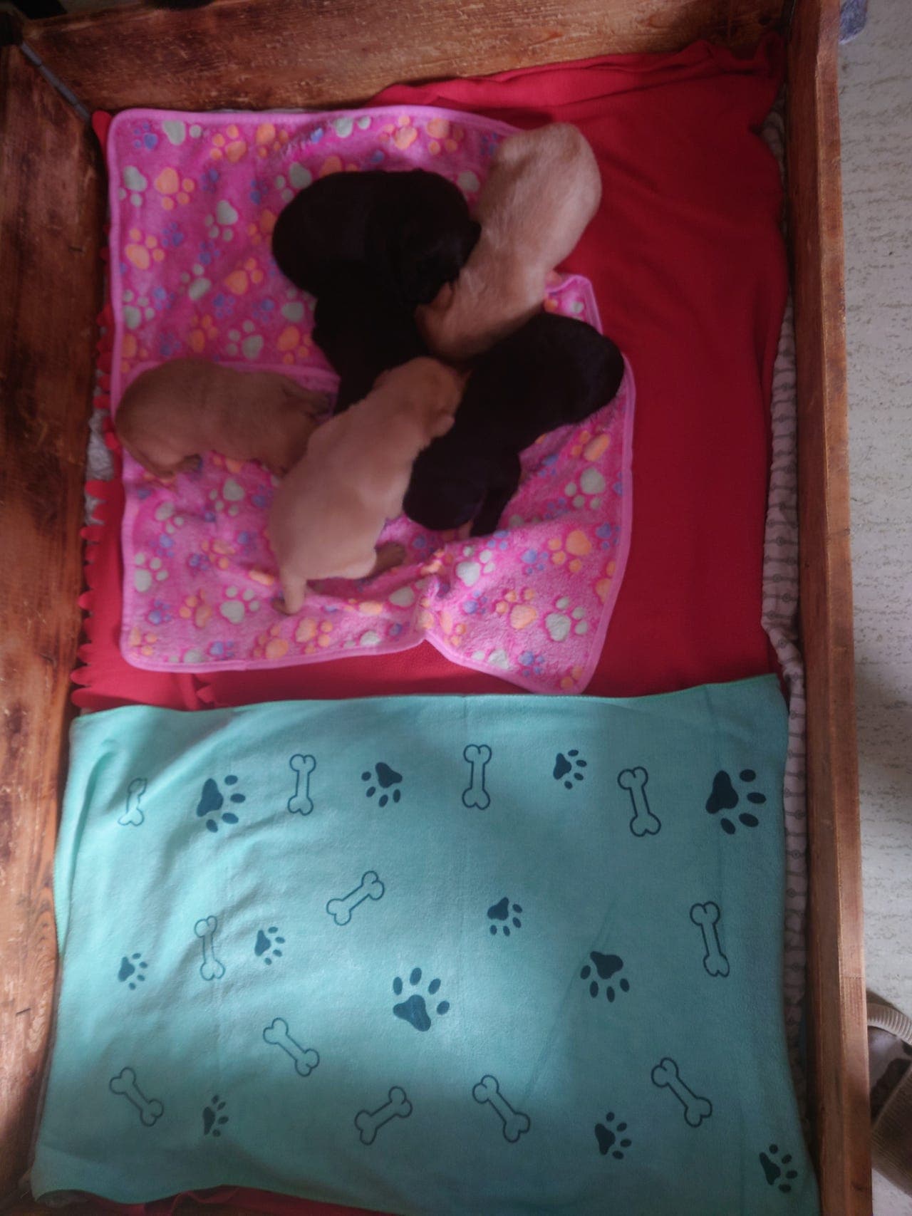 Nydelig labrador retriever valper