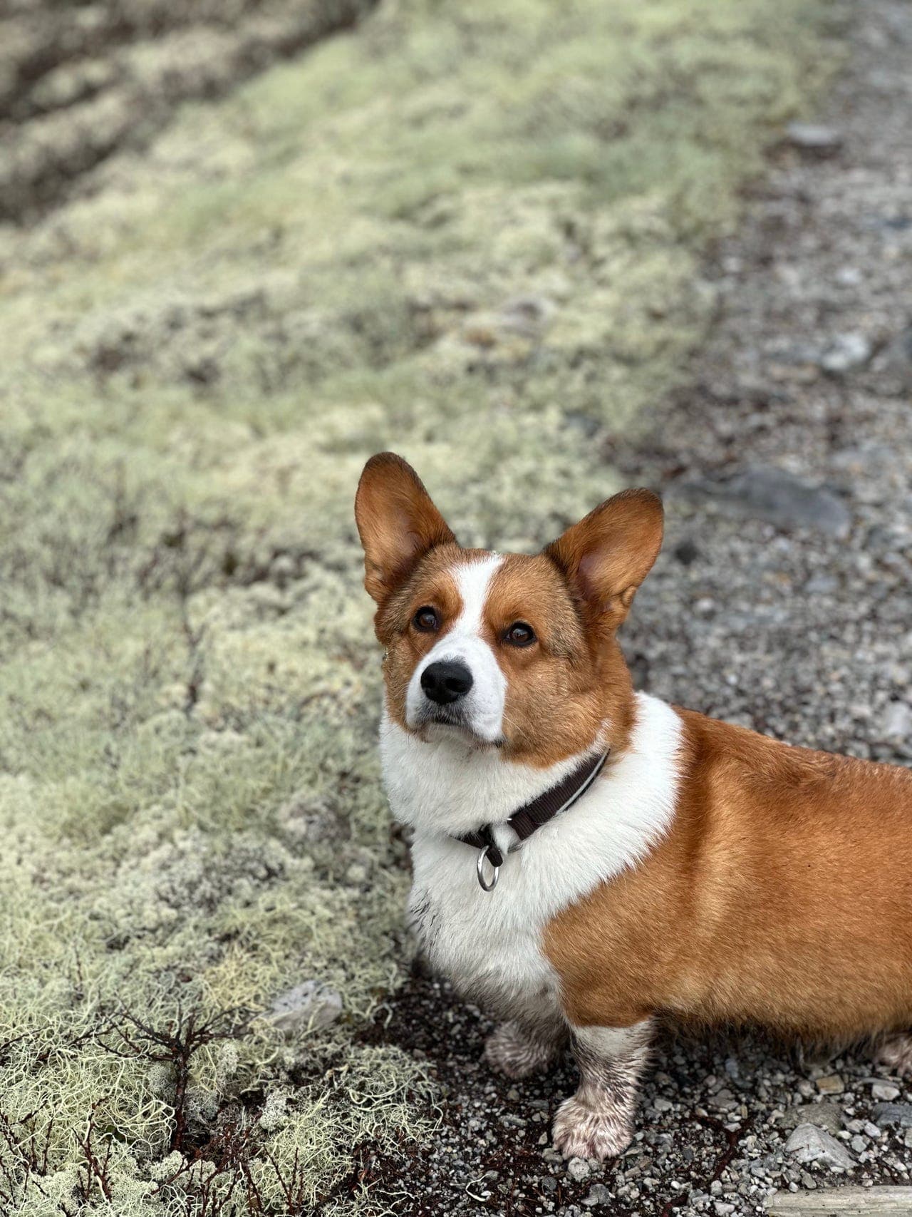 Fôrvært ønskes til Welsh Corgi Cardigan Tispe