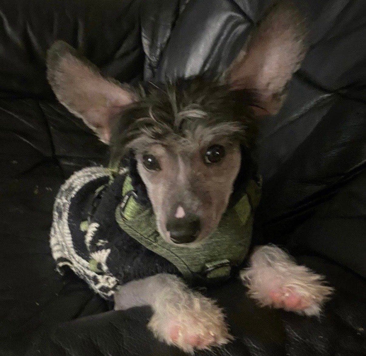 Chinese crested