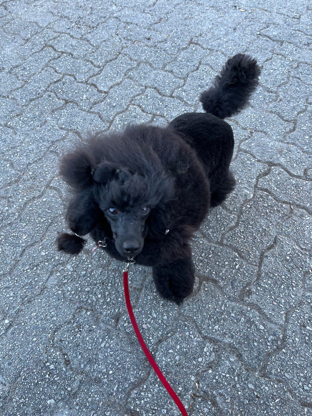 Vakker dvergpuddel tispe settes på for