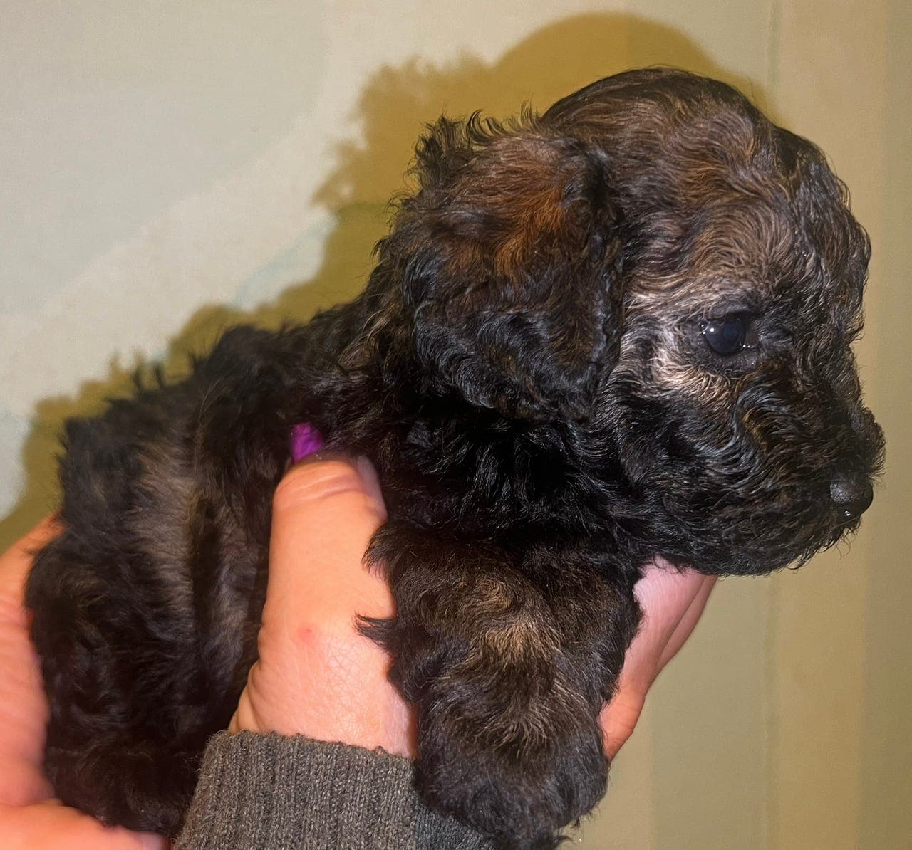 Nydelig dvergpuddel gutt