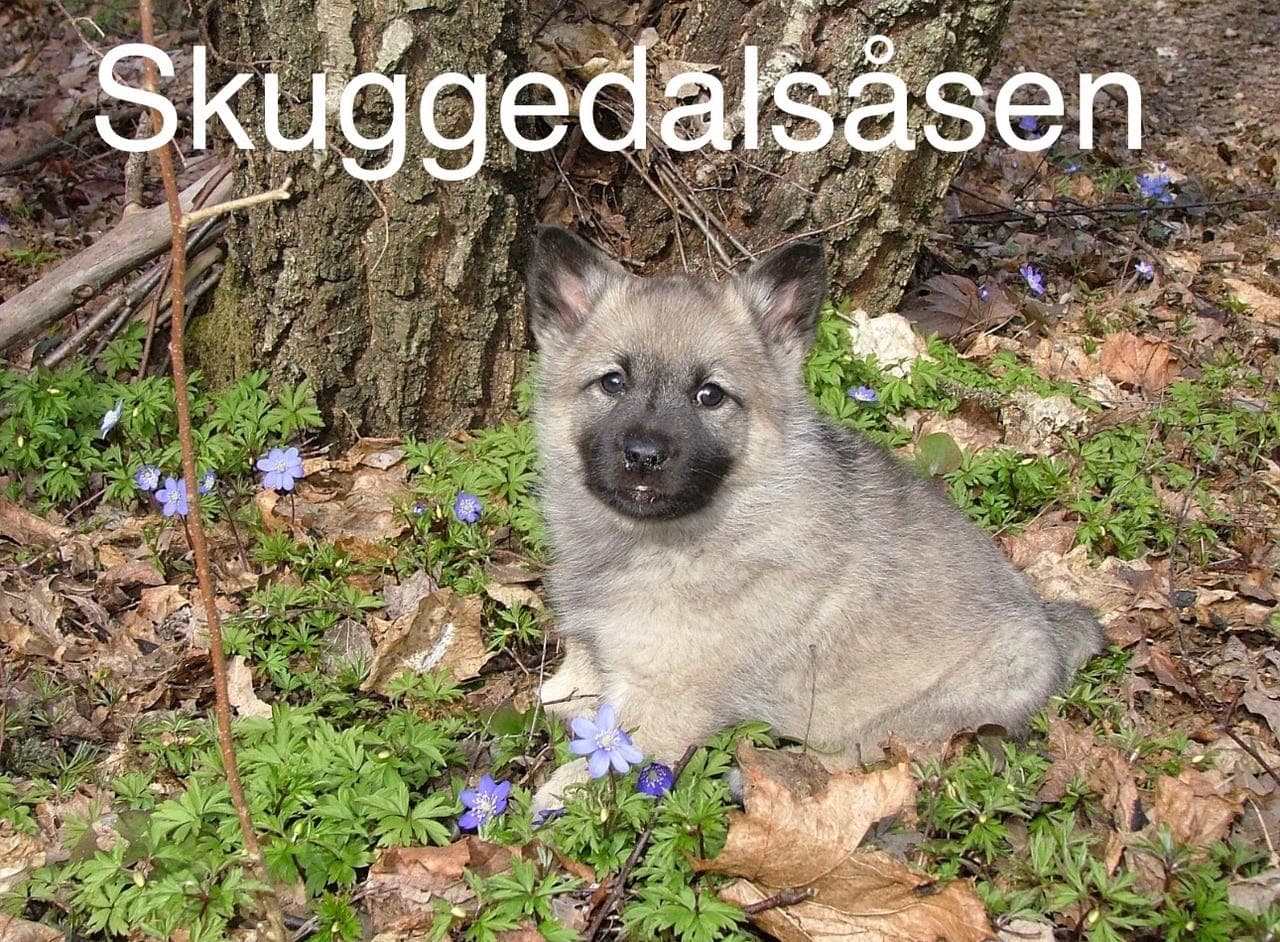 Elghund valper løshund grå etter topp premierte foreldre