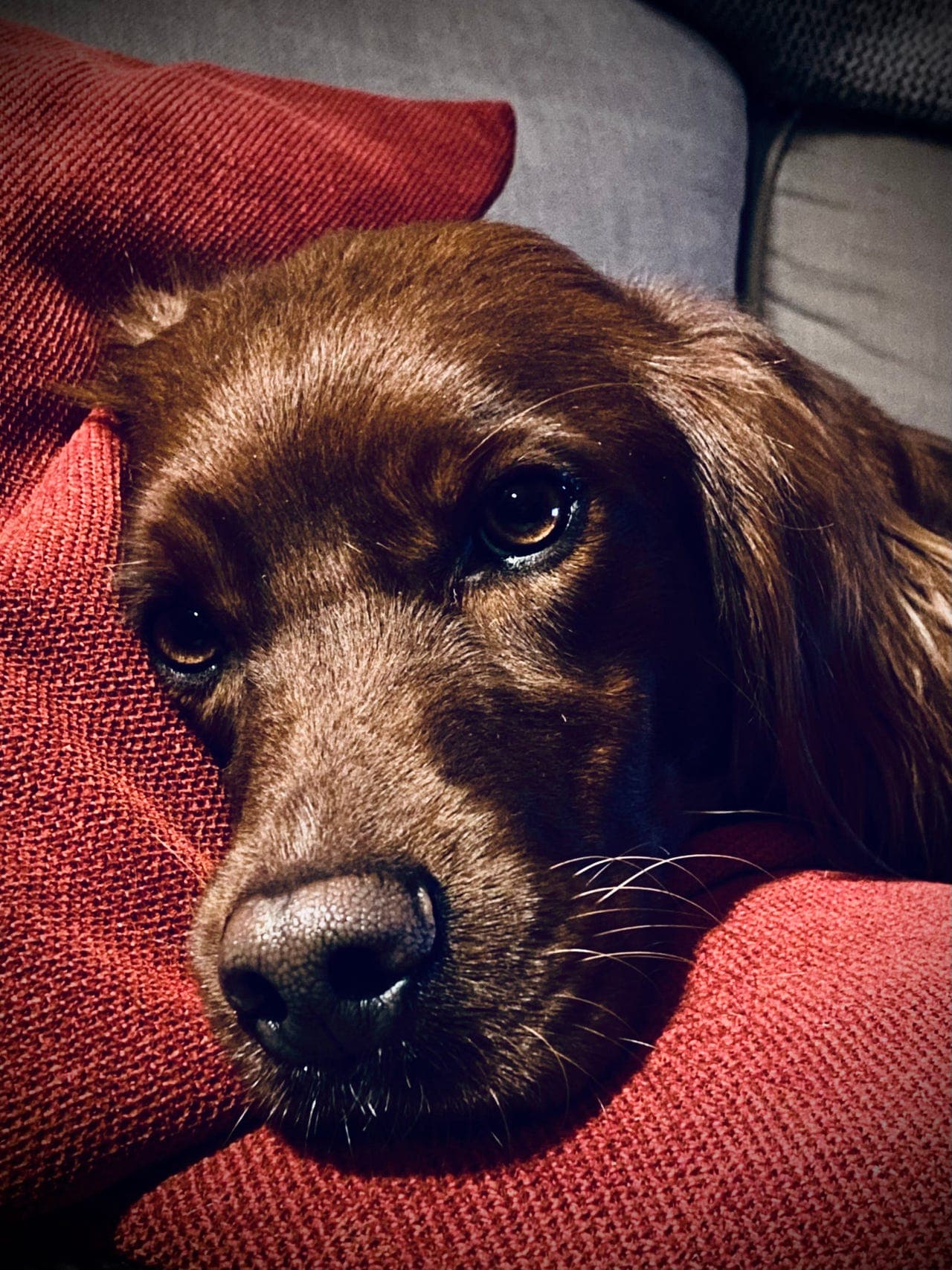 Spennende Irsk Setter Valper leveringsklare til påske