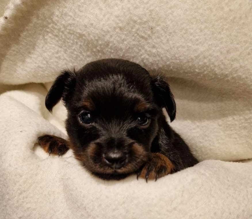 Prazsky Krysarik valper