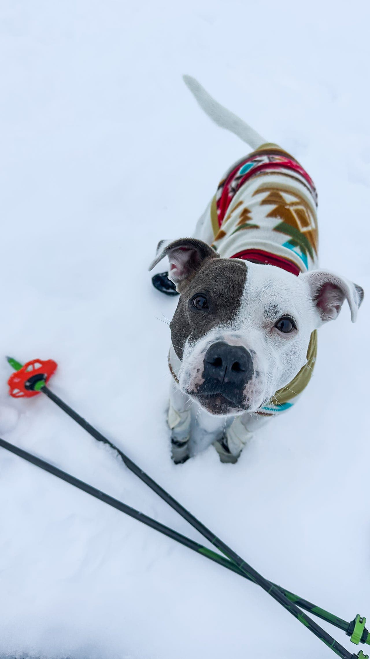 Staffordshire Bull Terrier søker å få vere eneste hund i nytt hjem