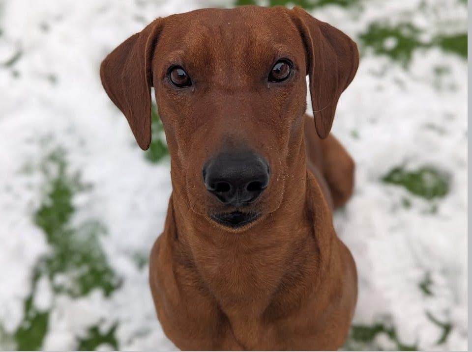 Fôrvert til voksen pinscher