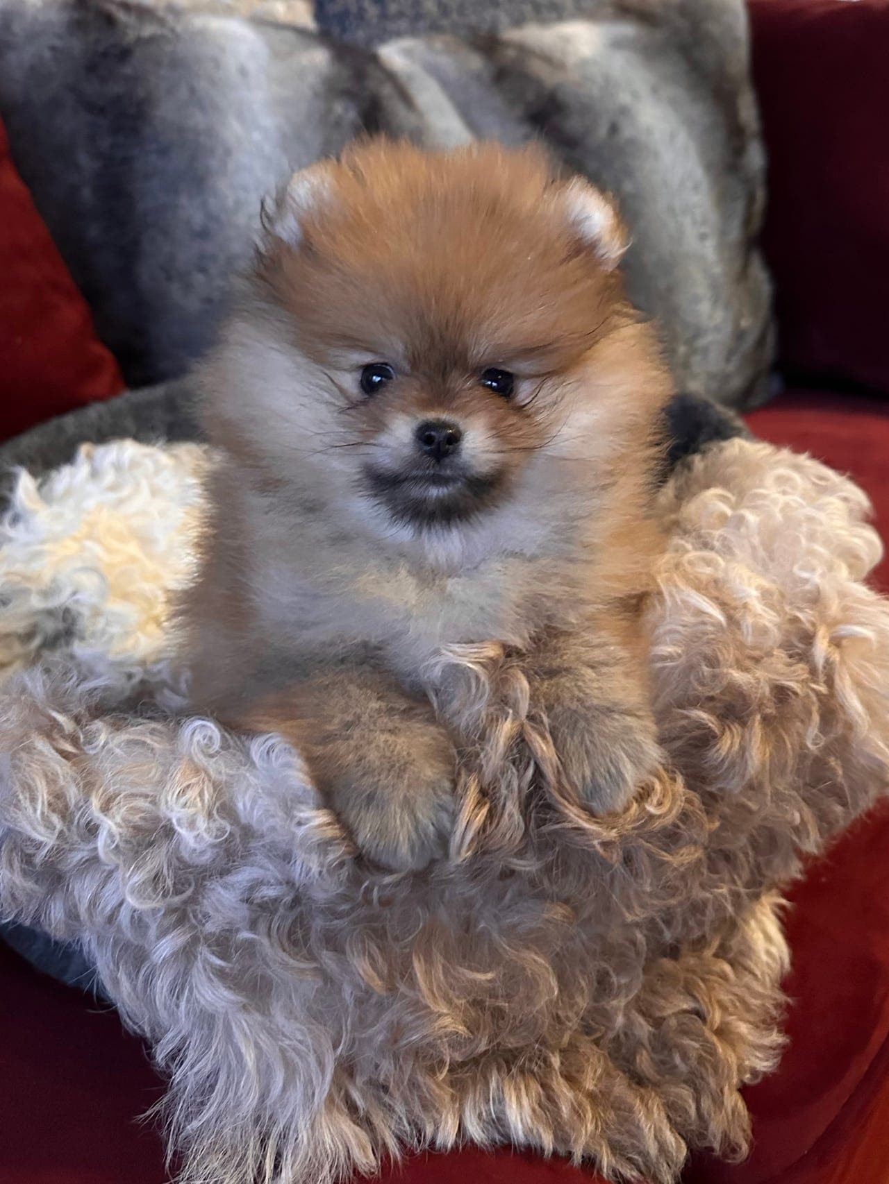 NKK registrert Pomeranian Tispe valp