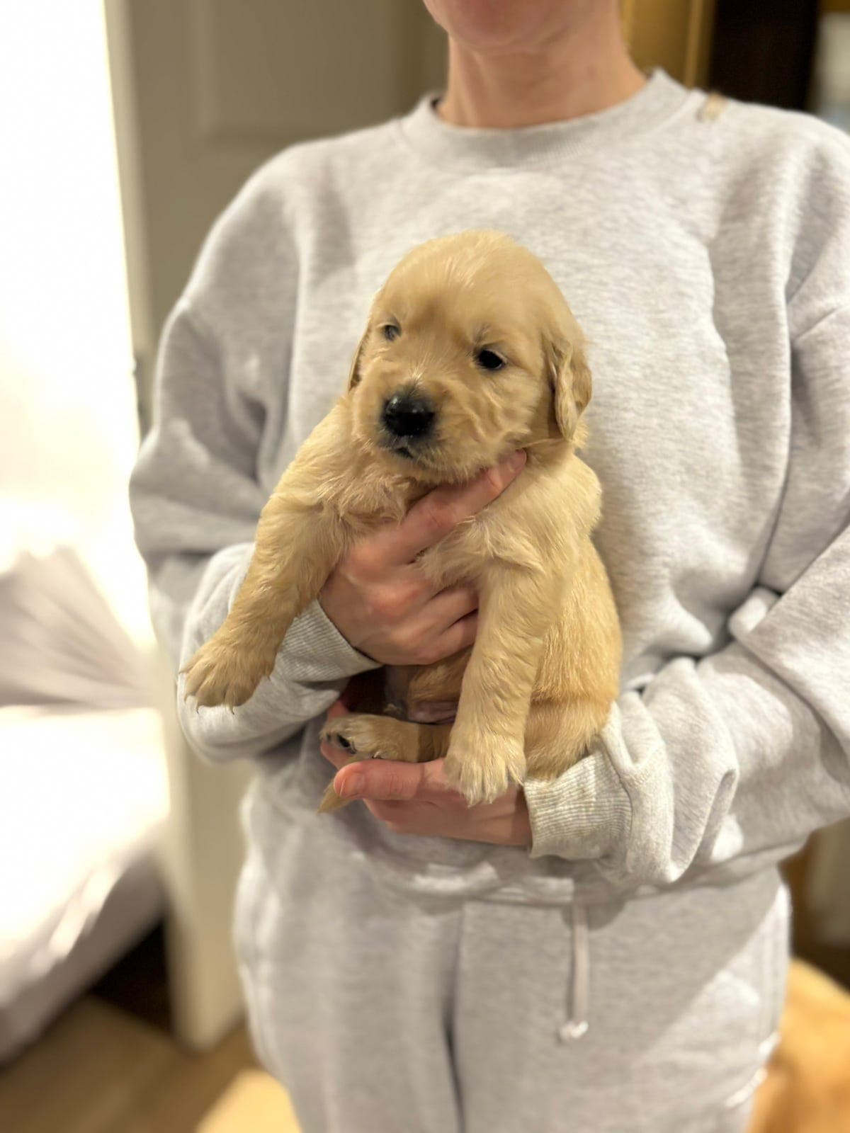 Golden Retriever valper