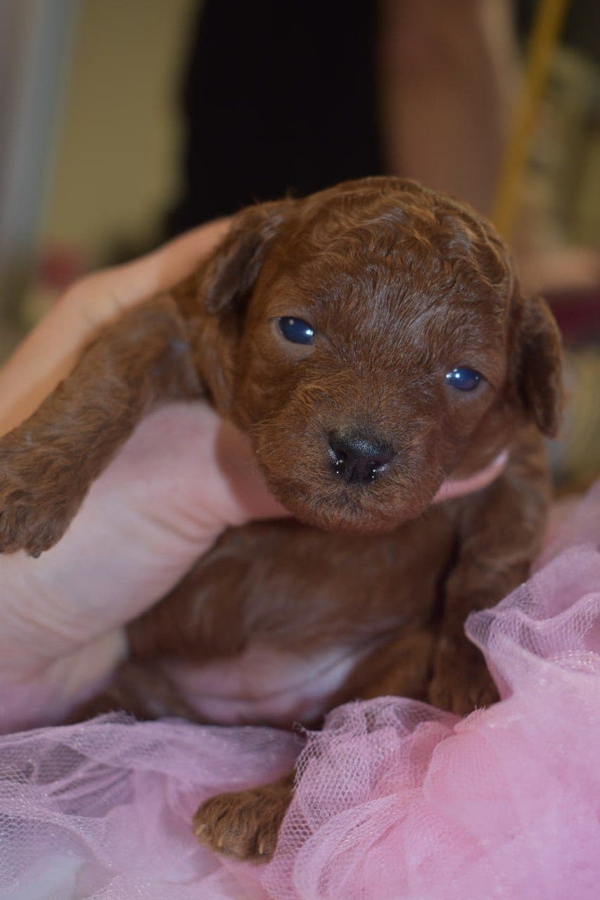 Nydelige dvergpuddel valper, leveringsklare etter 8 uker