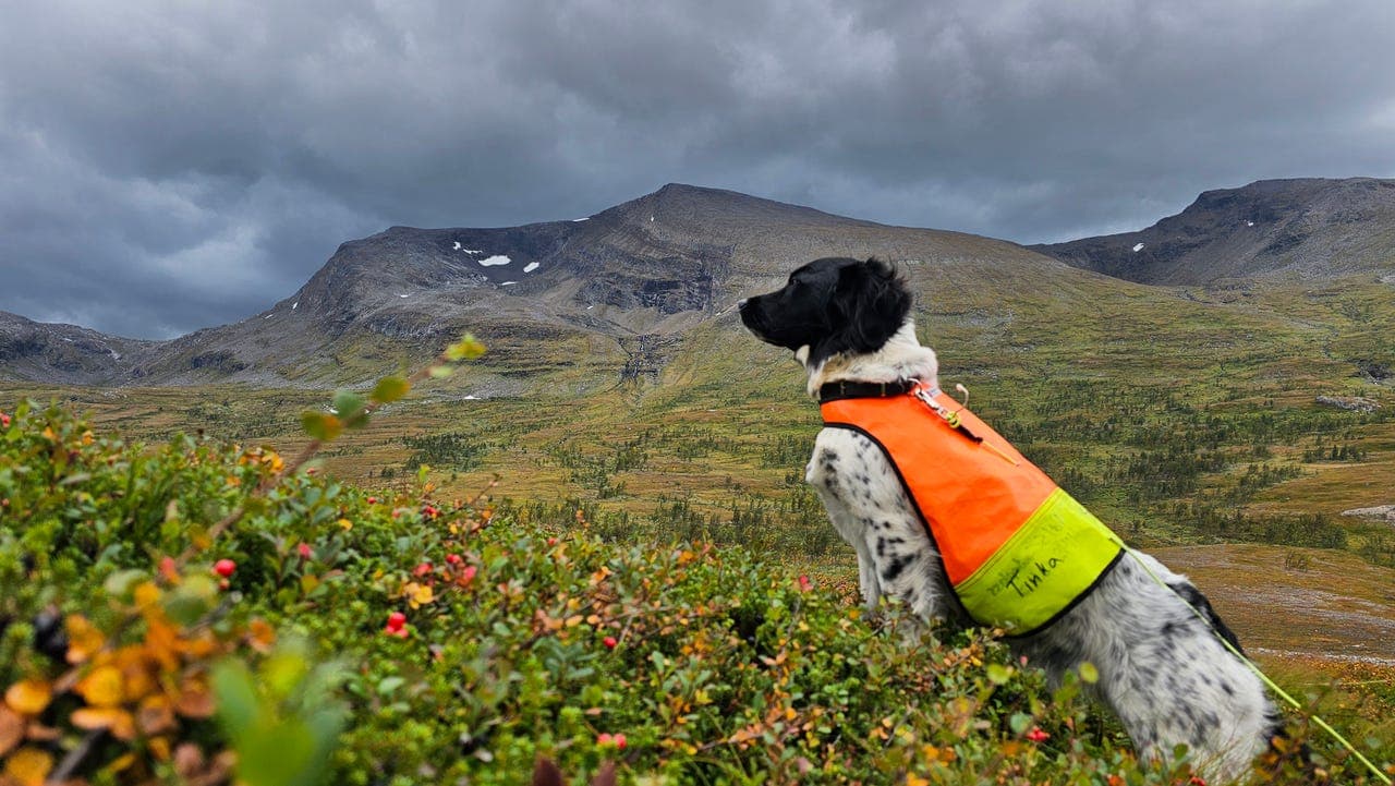 Planlagt stabjhoun kull etter premierte foreldre - Kennel Mirozzie